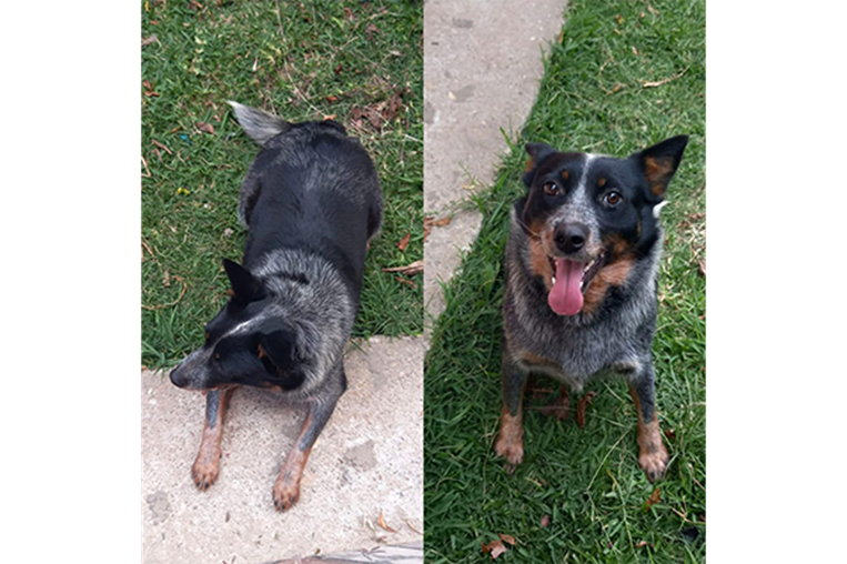 Mascoticas