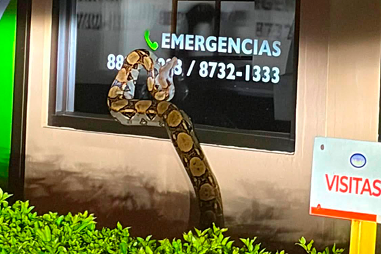 Serpiente en Heredia