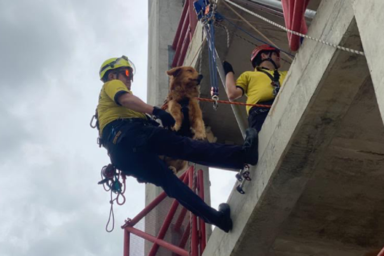 Perros rescatistas